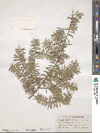 Podocarpus totara image