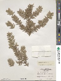 Podocarpus totara image