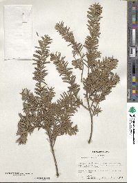 Podocarpus totara image