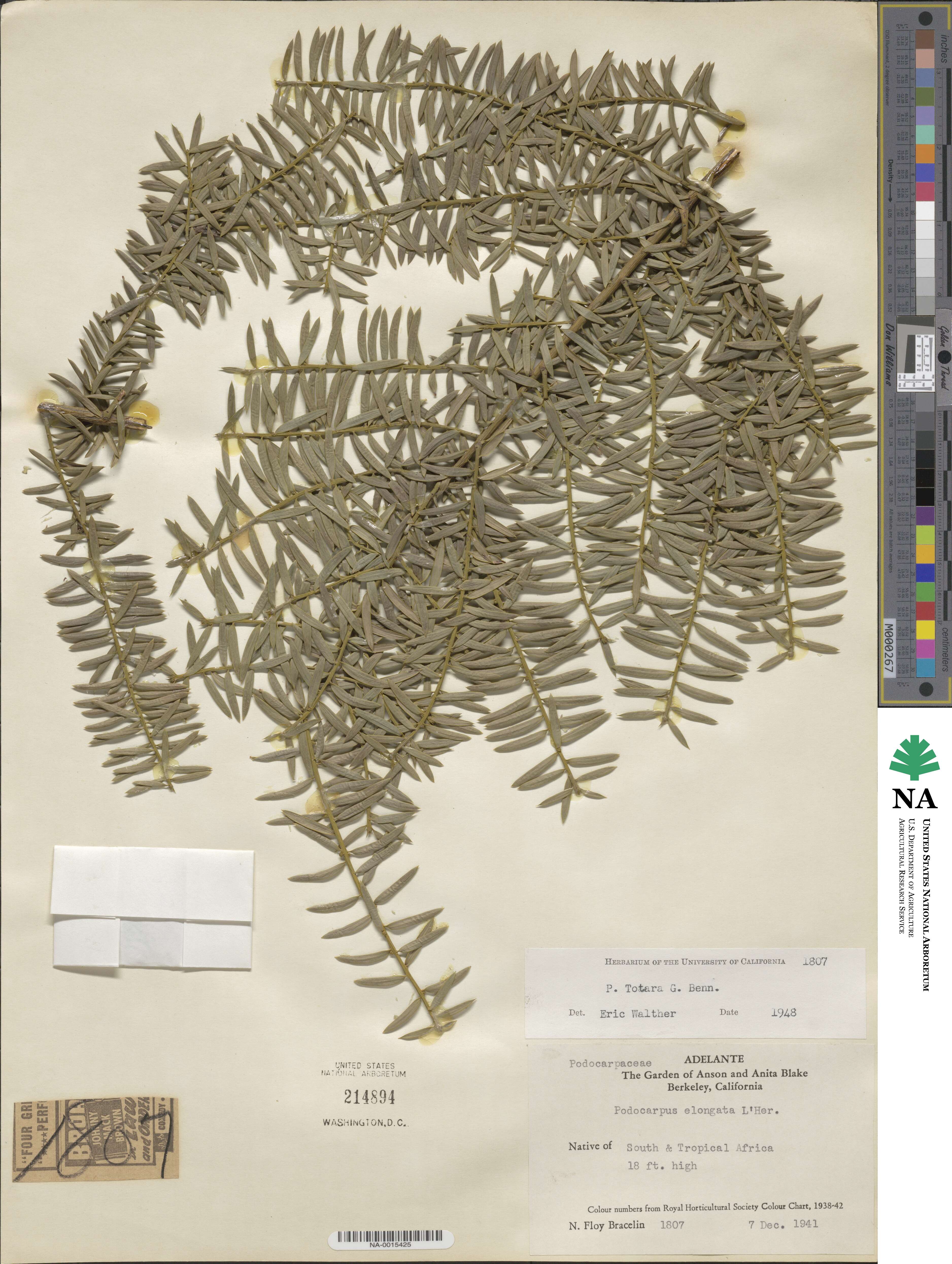 Podocarpus totara image