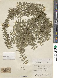 Podocarpus totara image