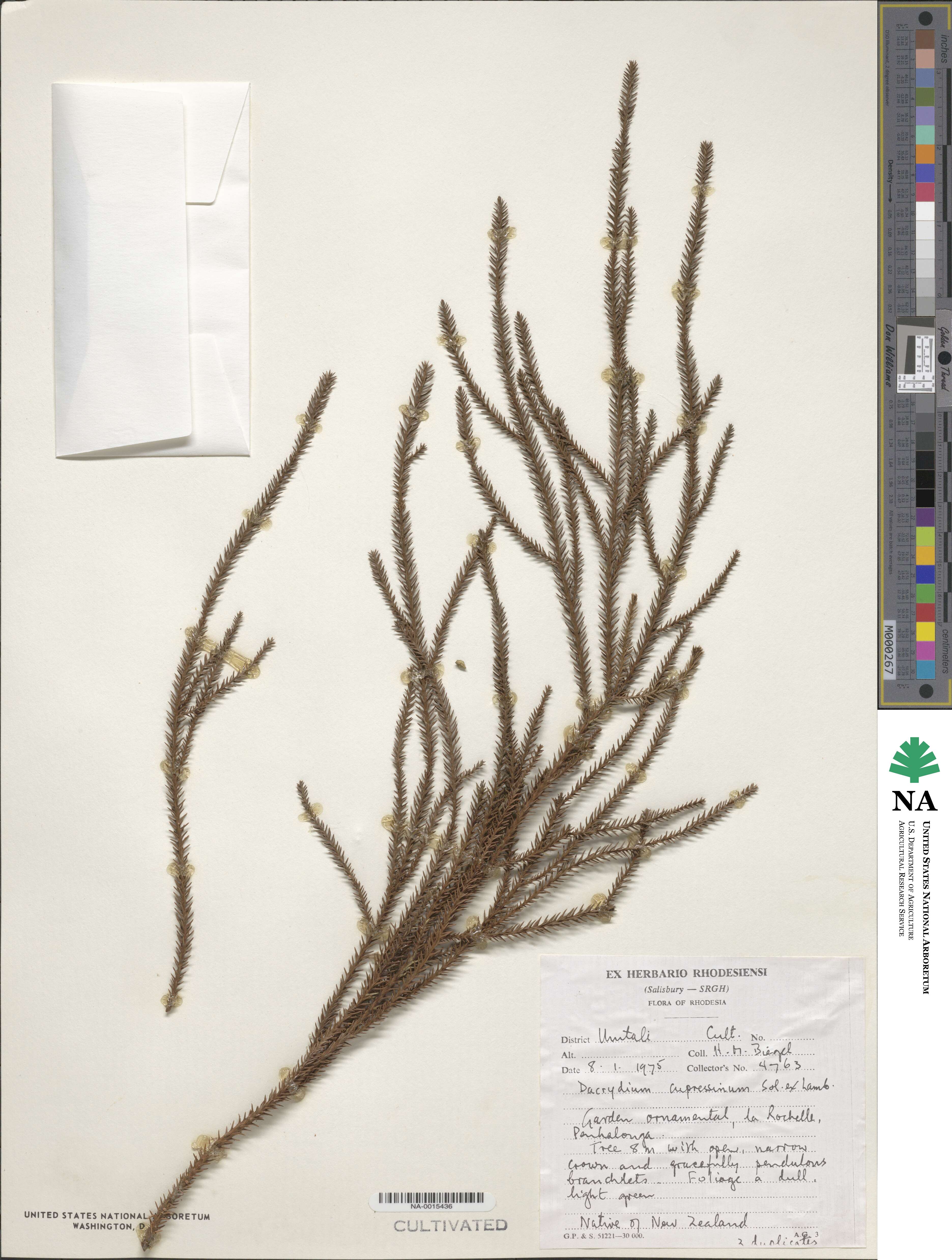 Dacrydium cupressinum image