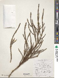 Dacrydium cupressinum image