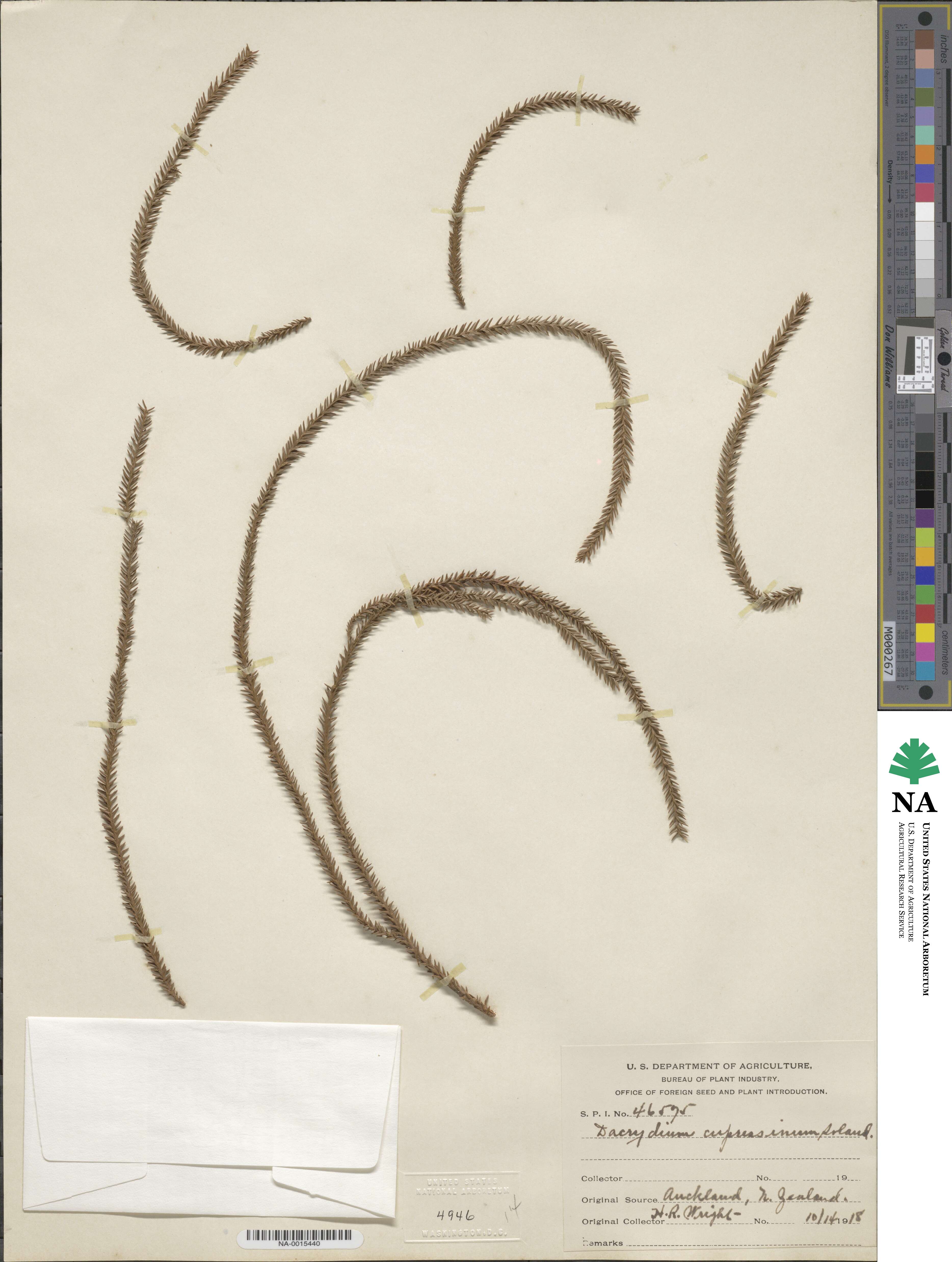 Dacrydium cupressinum image