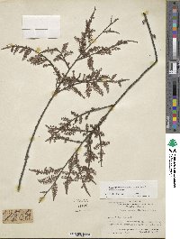 Dacrycarpus dacrydioides image