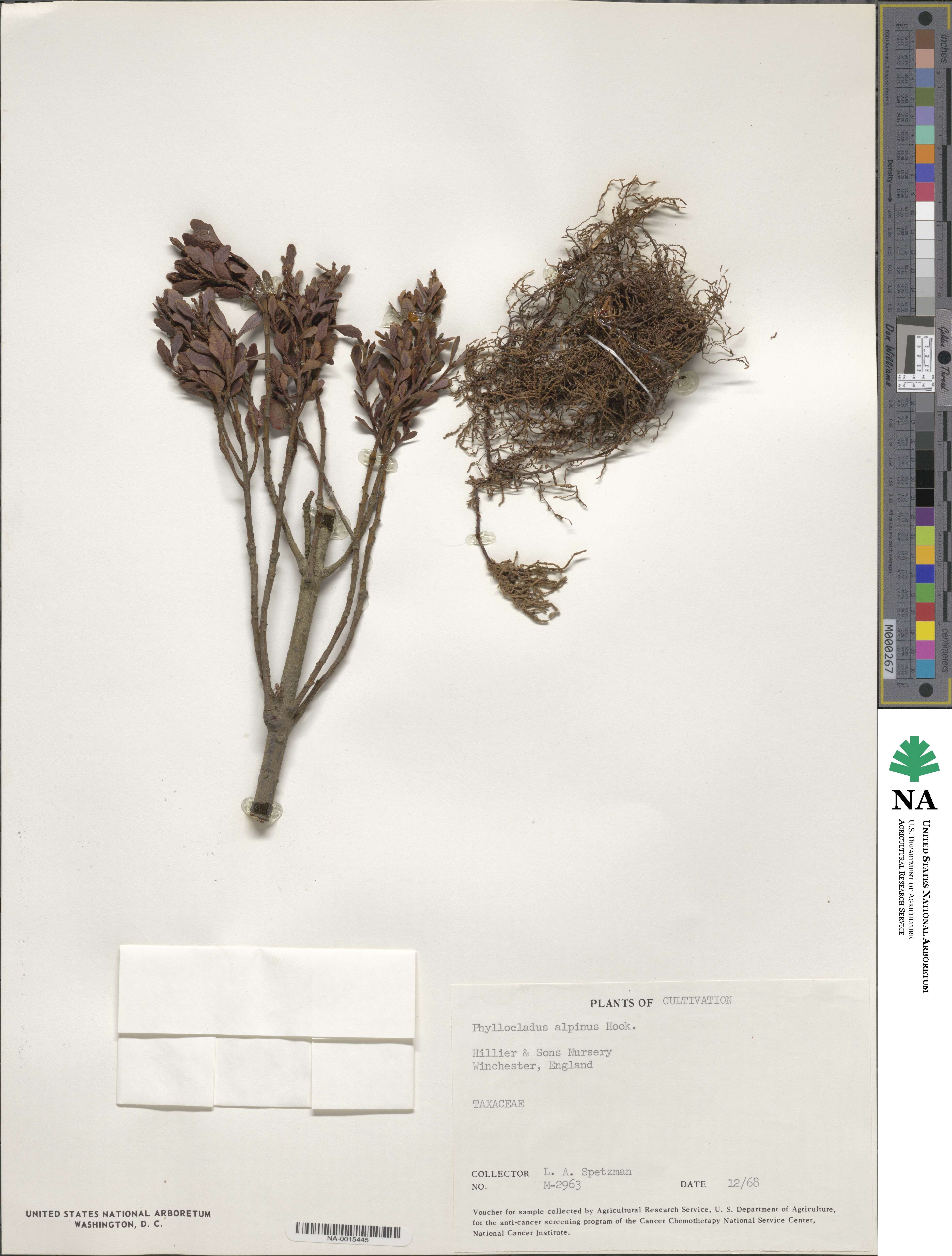 Phyllocladus trichomanoides var. alpinus image
