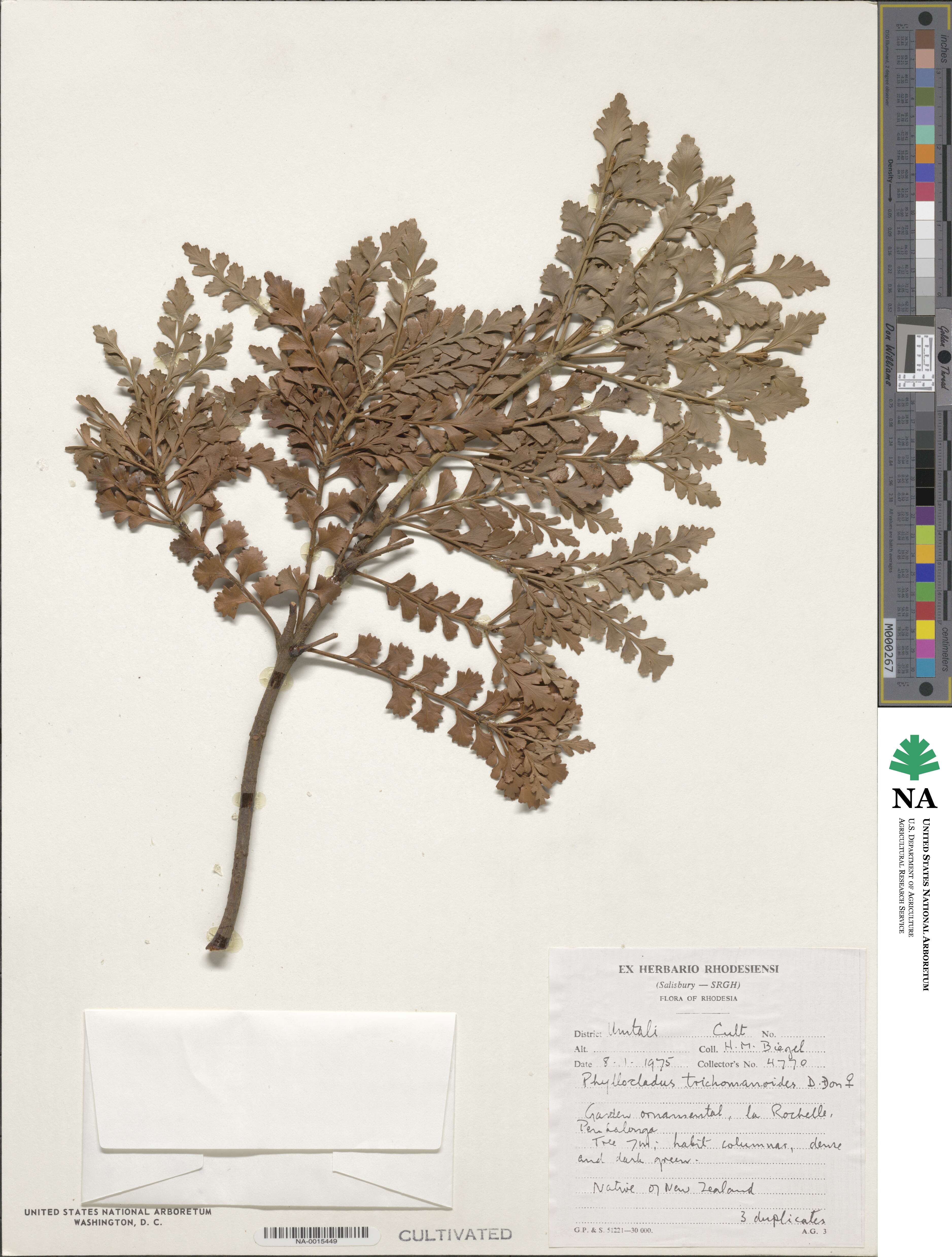 Phyllocladus trichomanoides image