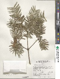 Image of Cephalotaxus fortunei