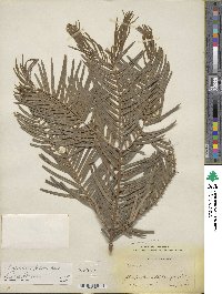 Cephalotaxus fortunei image