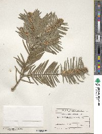 Cephalotaxus fortunei image