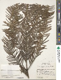 Cephalotaxus fortunei image