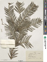 Cephalotaxus fortunei image