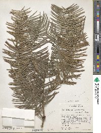 Cephalotaxus harringtonia image