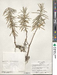 Cephalotaxus harringtonia image