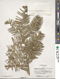 Cephalotaxus harringtonia image