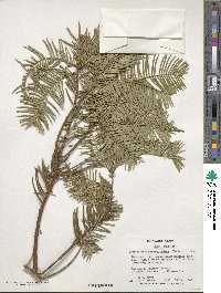 Cephalotaxus harringtonia image