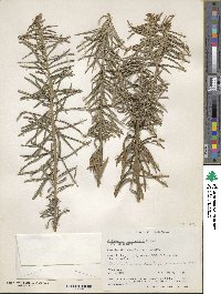 Cephalotaxus harringtonia image