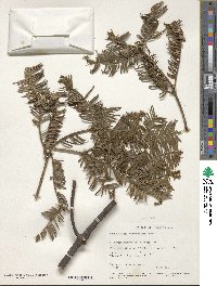 Cephalotaxus harringtonia image