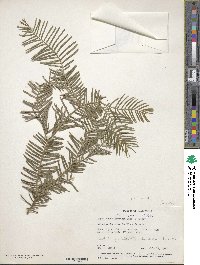 Cephalotaxus harringtonia image