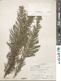 Cephalotaxus harringtonia image