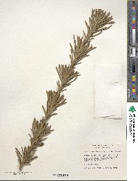 Cephalotaxus harringtonia image