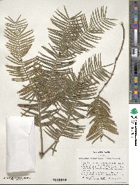 Cephalotaxus harringtonia image