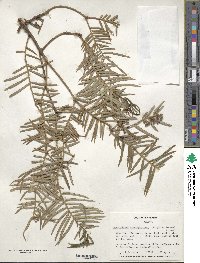 Cephalotaxus harringtonia image