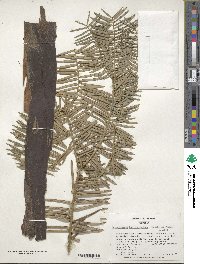 Cephalotaxus harringtonia image