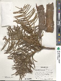 Cephalotaxus harringtonia image