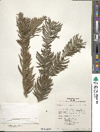 Cephalotaxus harringtonia image