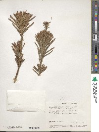 Cephalotaxus harringtonia image