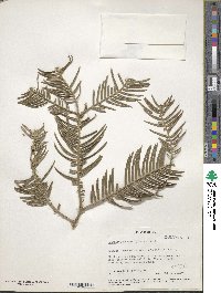 Cephalotaxus harringtonia image