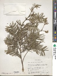 Cephalotaxus harringtonia image