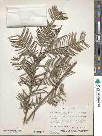 Cephalotaxus harringtonia image