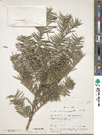 Cephalotaxus harringtonia image