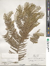 Cephalotaxus harringtonia image