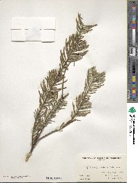 Cephalotaxus harringtonia var. harringtonia image