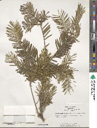 Cephalotaxus harringtonia image