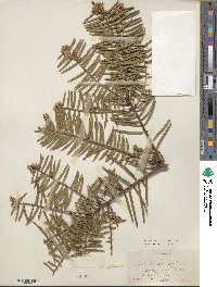 Cephalotaxus fortunei image