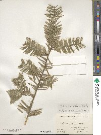 Cephalotaxus fortunei image