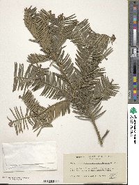 Cephalotaxus harringtonia image