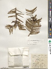 Cephalotaxus harringtonia image