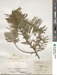 Cephalotaxus harringtonia image