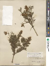 Cephalotaxus harringtonia image