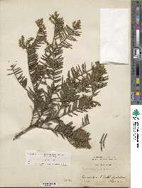 Cephalotaxus harringtonia image