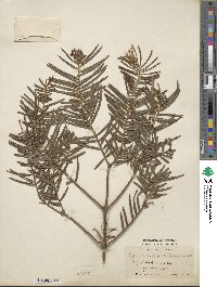 Cephalotaxus fortunei image