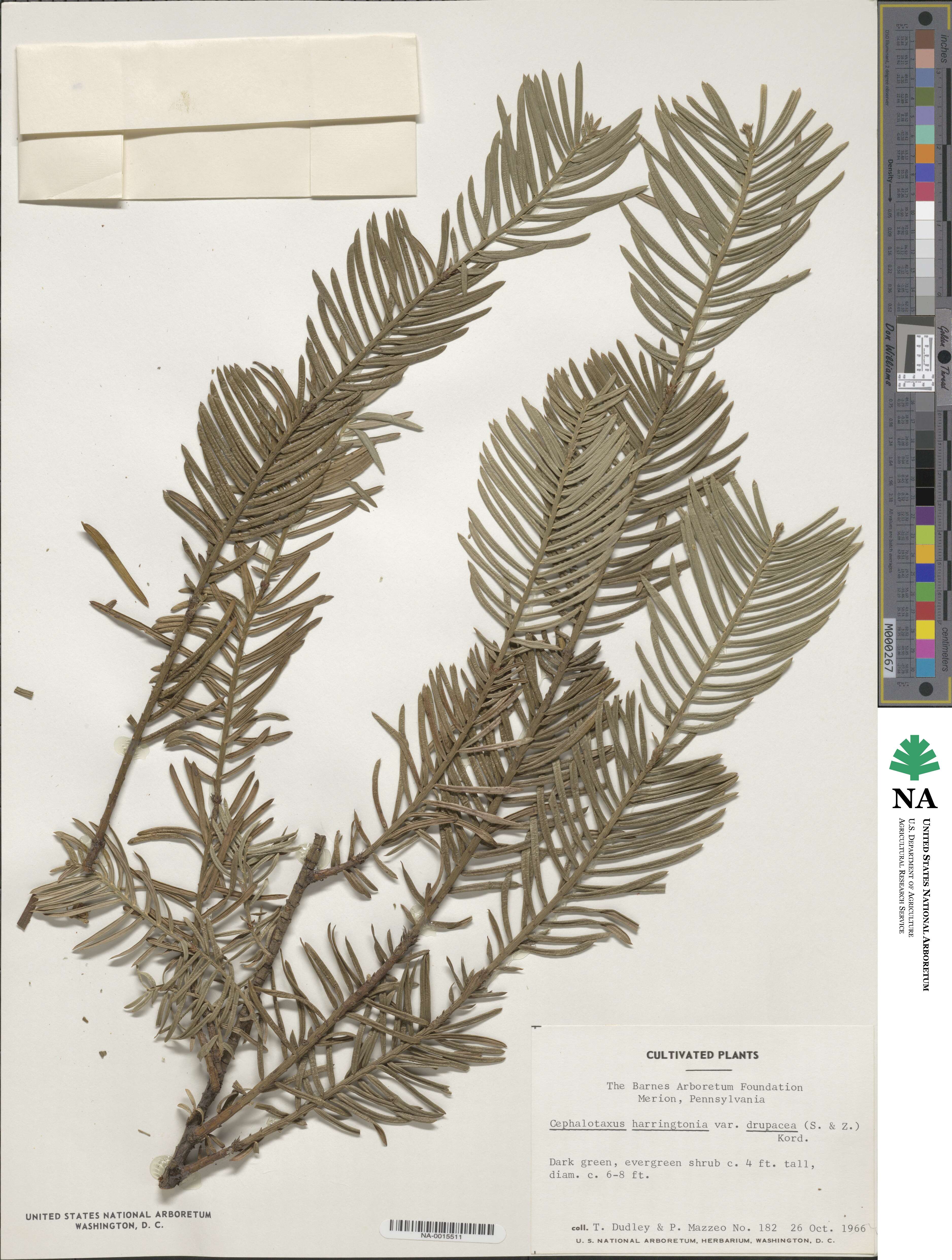 Cephalotaxus harringtonia var. harringtonia image