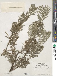 Cephalotaxus harringtonia var. harringtonia image