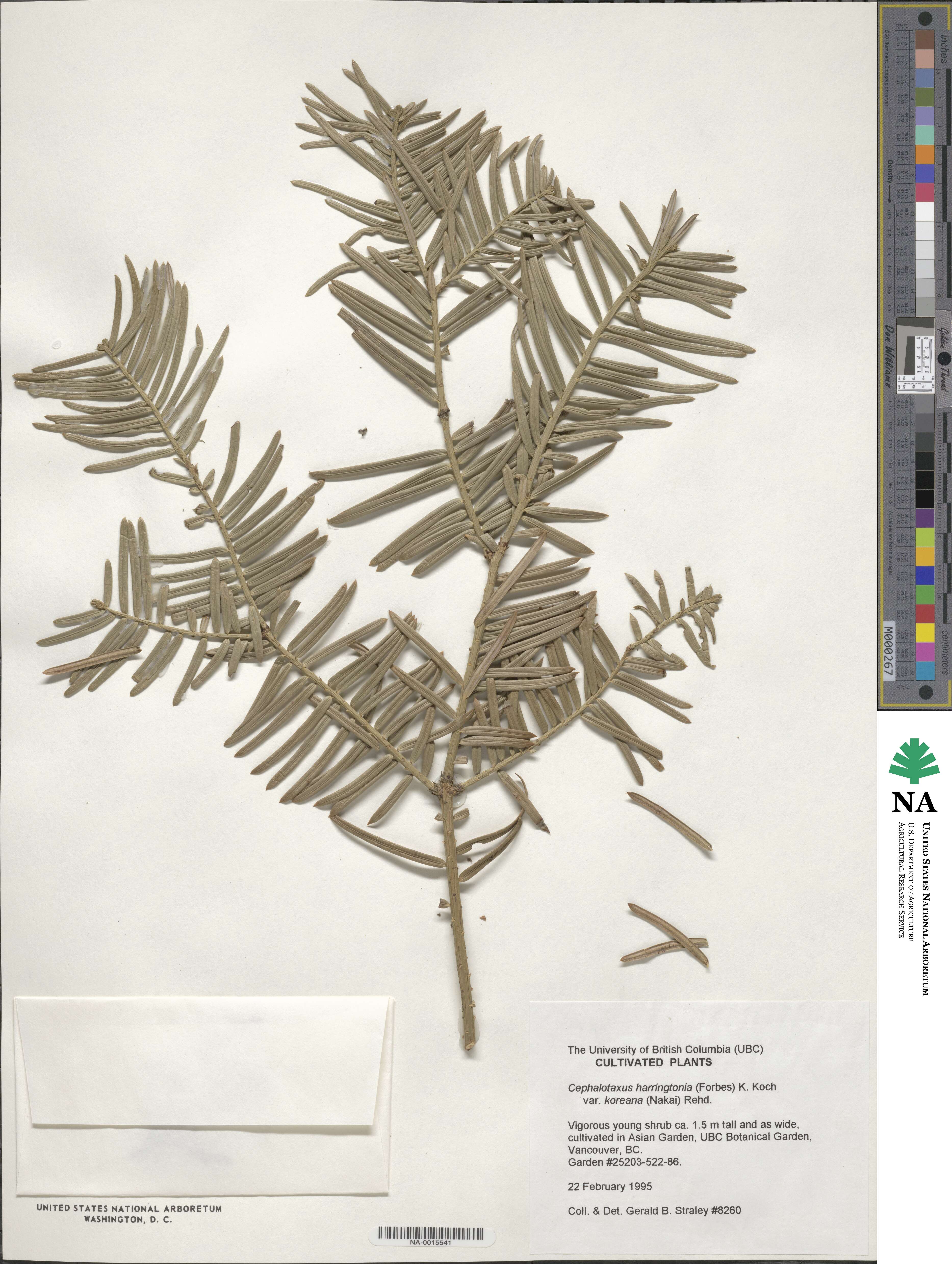 Cephalotaxus harringtonia subsp. koreana image