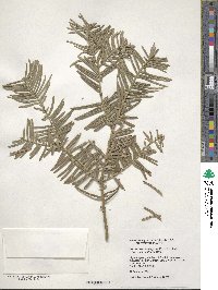 Cephalotaxus harringtonia image